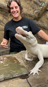 6M views · 31K reactions | This is the first time we took Coconut the Albino gator out of her enclosure to feed and she did amazing! | The Reptile Zoo | Facebook