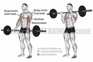 Barbell curl exercise instructions and video | Weight Training Guide