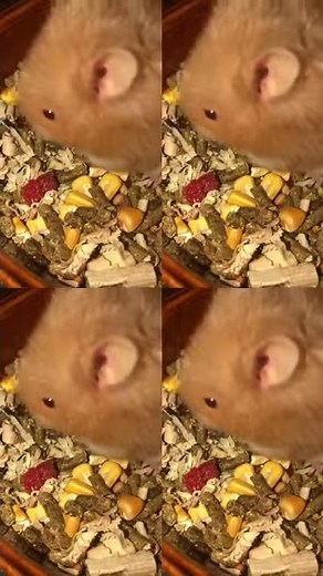 Hamtaro | Episode 1