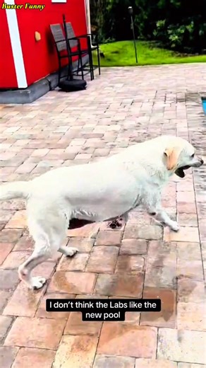 359K views · 7.9K reactions | PURDY & BUSTER DIDN’T LIKE THE NEW POOL!  Took Purdy and Buster to try out the new pool… let’s just say they were not impressed  Who else’s dogs act like this? | Buster Funny | Facebook