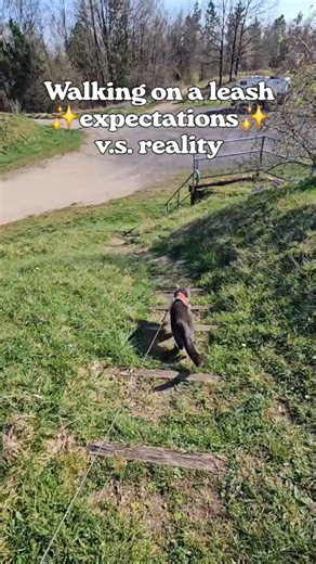 Cat walking on a leash: expectation vs. reality