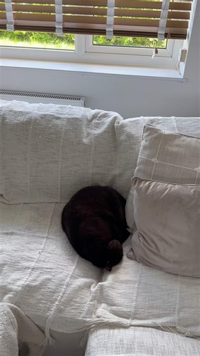 Sleepy Kitty 😴🤎 #sleepycat #britishshorthair #britishshorthairkitten #bshcat #catshorts #catlife