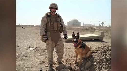 The military dogs who served and the veterans making sure they’re never forgotten
