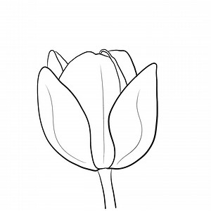 Hand Drawn Tulip Flower Line Art, SVG PNG (digital Download) - Etsy