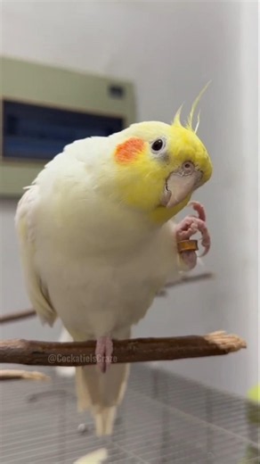 Lyle’s Peekaboo Playtime is surely the cutest thing ever 🥰🦜❤️ #cockatielscraze