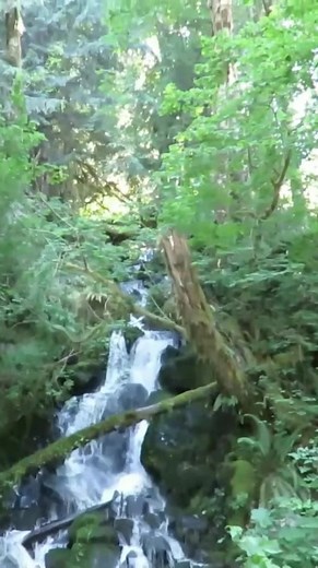 Campers with Horses Endure Angry Confrontation with St Helens Sasquatch #bigfoot #sasquatch | Rocky Mountain Sasquatch Organization