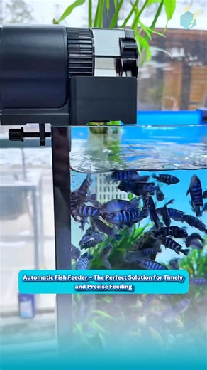Automatic Fish Feeder for On-Time, Accurate Feeding