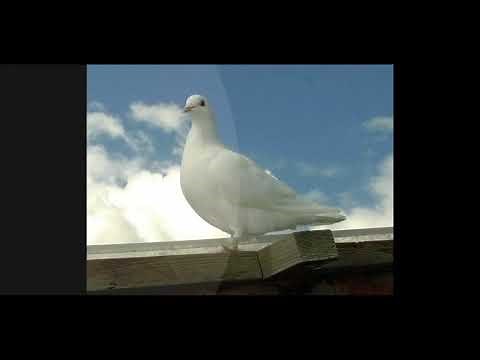 La Paloma by Julio Iglesias: Spanish, Bangla & English Lyrics