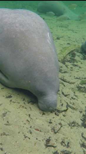 Featured manatee adoptee: Doc! Doc has returned to Blue Spring State Park nearly every winter since 1976, and he's one of the few manatees frequently spotted in the spring in the summer. Learn more about Doc and adopt him at https://savethemanatee.org/adopt-a-manatee/doc/ | Save the Manatee Club