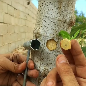 136K views · 1K reactions | Grafting and seeding techniques | Agriculture | Facebook