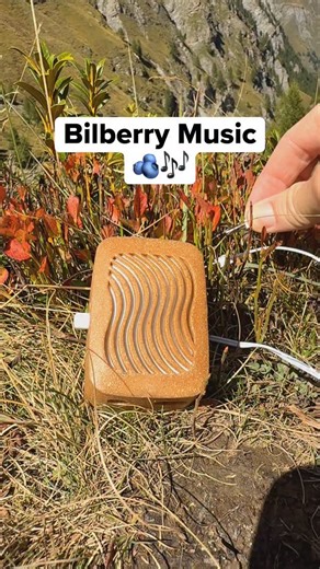 Bilberry music. 🫐🎶 Bilberry plants grow low to the ground in alpine meadows, producing small dark berries and thriving in cool, nutrient-poor soils. They’re closely related to blueberries and are an important food source for wildlife in high mountain ecosystems. We found this bilberry growing in the Swiss Alps and connected it to PlantWave, translating tiny electrical shifts in its leaves into sound. You’ll hear a gentle, lightly textured melody unfolding as the plant’s activity rises and fall