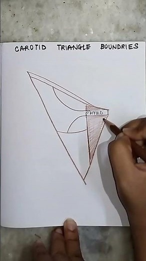 Carotid Triangle Boundaries|#anatomy #diagrams #medschool #medstudent