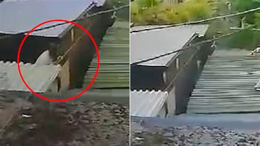 Moment tree surgeon drops ferret into neighbour's garden