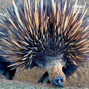 249K views · 641 reactions | Echidna kisses  Did you know❓ An echidna's tongue can be around 18cm long!  Keeper Matt | Perth Zoo | Facebook