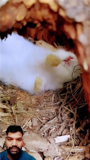 rabbit sleeping 😴😴 #rabbit #animals #cute #hamster #funny #animails #funnypets #funnyanimals