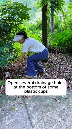 Propagating Money Trees #gardeningfun #gardening_feature #urbangardening | Gardening Loverr | Facebook