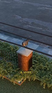 45K views · 5.4K reactions | When an electric pole wire snaps, it’s...