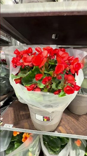 Best Costco finds #CostcoFinds #HomeDecor #GardenDecor #FlowerPots #Planters