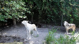 Loki Leading the Howl