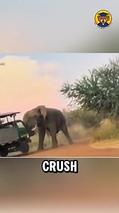 4.3K views · 77 reactions | 5 Scary Animal Moments Caught on Camera | Be Animal Facts | Facebook