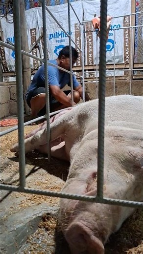 #sow #hograiser #hog #pigbreeding #farming101 #animals #hogger #pigfarming #piggeryfarming