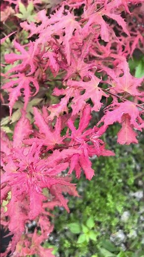 Acer palmatum 'Celebration' Japanese Maple