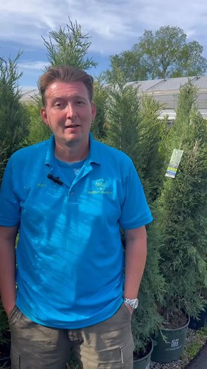 If you are looking for a tree to fill in a narrow space and add privacy then you should try a Taylor Juniper! These trees can handle full sun and get 3-4ft wide and 15-20ft tall. Being native to the United States these trees are very hardy and can withstand drought, rocky soil, and deer! #wallitschgardens #taylorjuniper #nativetrees #louisvilleky #kentucky #landscapedesign #juniper | Wallitsch Garden Center