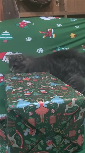 #christmas #cat #kittycatsoftiktok #missionimpossible #kitten