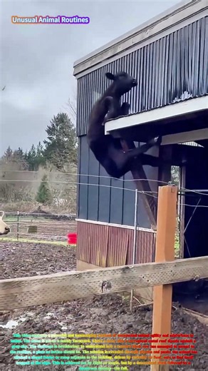 Satisfying Farm Mystery: Watch a Cow Climb onto a Roof and Take a Tumble! 🐄🏠↓
