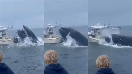 Whale lands on boat off New Hampshire coast, throwing people into ocean