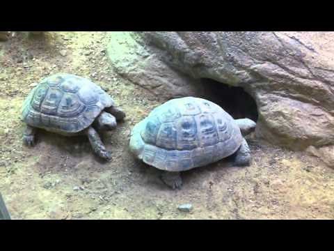 Turtle use headbutt