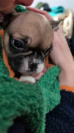 Barbara is 1! We’ve had our Frenchie baby since January and it has been rollercoaster to say the least. She’s adorable, funny and affectionate, but also crazy. Here are some Babs highlights along with many reasons to be Barbara. | Awesome Audrey Emily