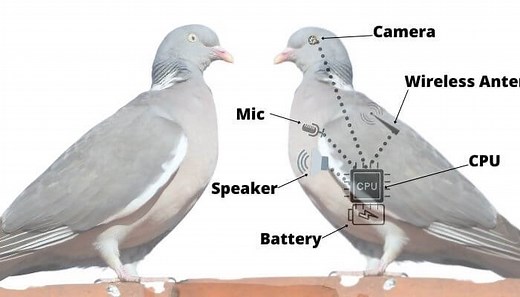 Are Pigeons Real? | Pigeonpedia