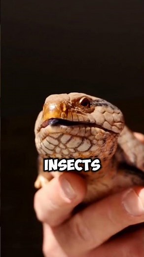 The Colorful Secret of the Blue Tongue Lizard!