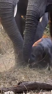 895K views · 41K reactions | Just hours after entering the world,...