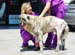 11K views · 1.1K reactions | AMAZING!!! GIANT SANDRO WAS INCAPABLE OF...