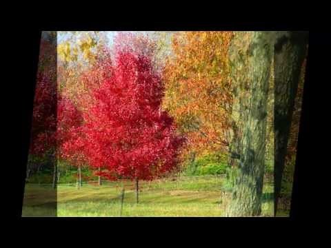 Bing Crosby- Autumn Leaves (Lyrics)