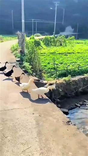 The Duckling "Splash Challenge": Who's Braver?