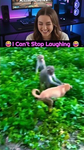 Best Wild Horses Mare Compilation of some Wild Horse Fights Video #horse