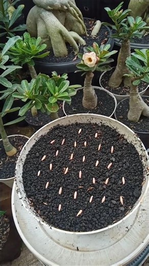 Tips for Planting Adenium Seeds