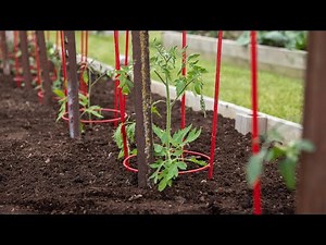 How to Care for Tomato Plants (Staking)