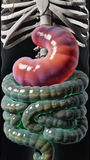 What Causes Bloating? | Digestive System Explained with 3D Skeleton Animation