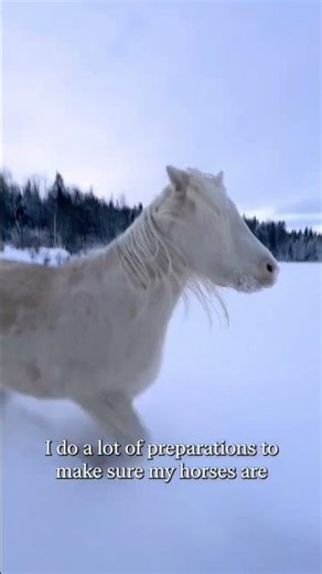 Using a target stick for clicker training #horse #equine#positivereinforc#horsetraining#snow #rider
