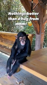 1.5M views · 10K reactions | NOTHING BETTER THAN A HUG FROM ANGADA! | Myrtle Beach Safari Wild Encounters Tour | Facebook