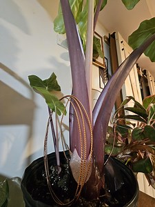 Large Tensor Rings Full Set - Etsy Canada