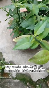 98K views · 1.5K reactions | #Câythuốcgiấu có tên khoa học: Euphorbia tithymaloides, thuộc họ Đại kích. Cây thuốc giấu còn có tên gọi khác như Hồng tước san hô, dương san hô. | Lạc Đà Xanh | Facebook