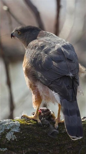 Nature Minute 8 | Coopers Hawk #wildlife #birdwatching #birds #birdsofprey