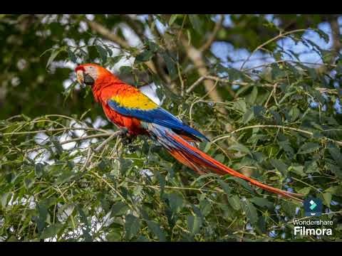 Ultimate jungle simulator all player in real life