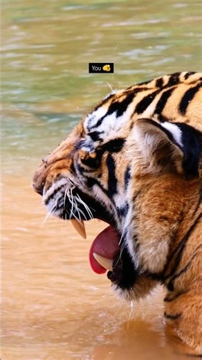 When You Let the Jungle Speak... (Real Tiger Roar) 🌿🐅