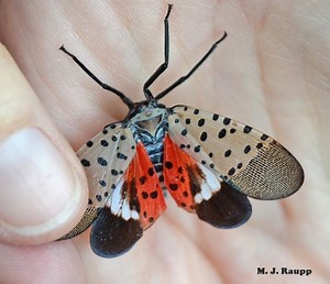 Spotted lanternfly: The latest invasive species spreading through the eastern U.S.